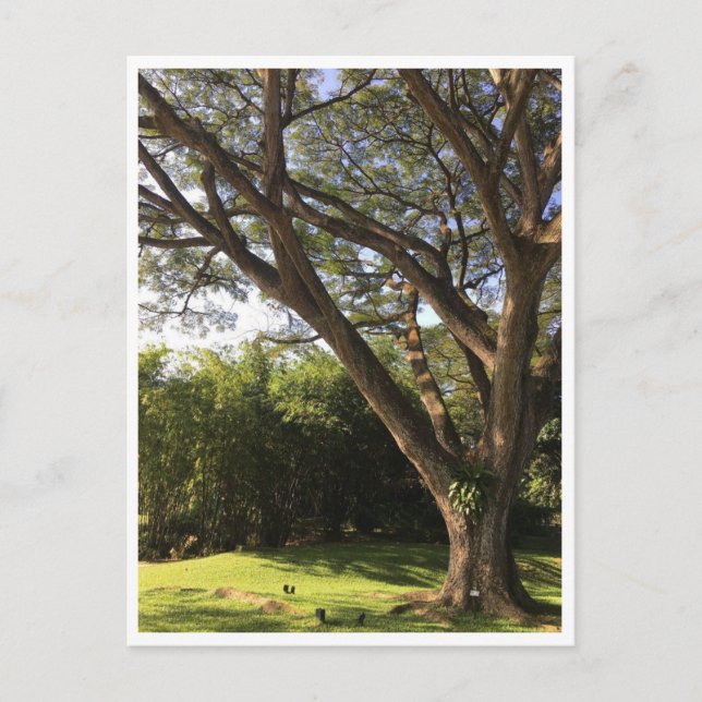 Under the rain tree postcard (Front)