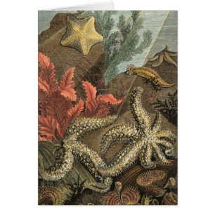 Under the Sea