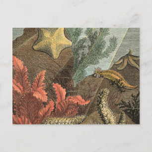 Under the Sea Postcard
