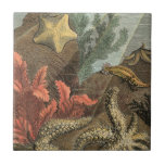 Under the Sea Tile<br><div class="desc">Go underwater to explore the sea with all these different sea creatures. This vintage piece of art is a perfect addition to any sea anemone lovers. It captures sealife with starfishes, kelp, seaweed, and other sea creatures. Get your art print today on your product.</div>