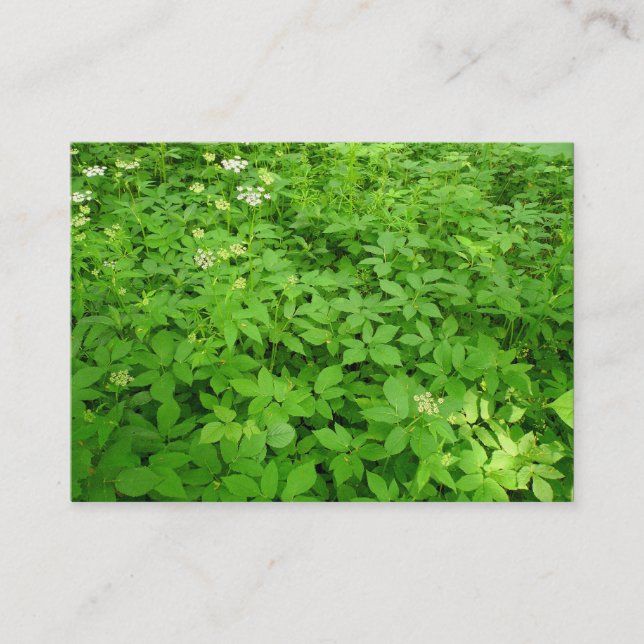 Undergrowth, Mini Photo Business Card (Front)