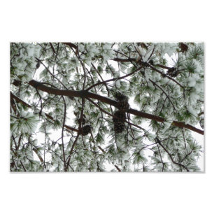 Underneath the Snow Covered Pine Tree Winter Photo