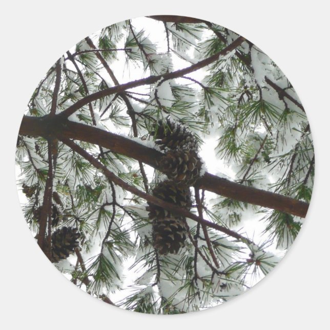 Underneath the Snow Covered Pine Tree Winter Photo Classic Round Sticker (Front)
