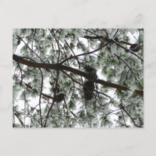 Underneath the Snow Covered Pine Tree Winter Photo Postcard