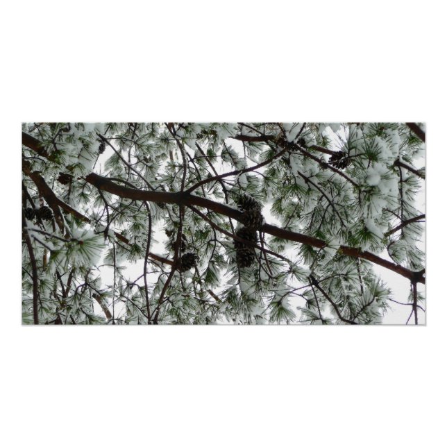 Underneath the Snow Covered Pine Tree Winter Photo Poster (Front)