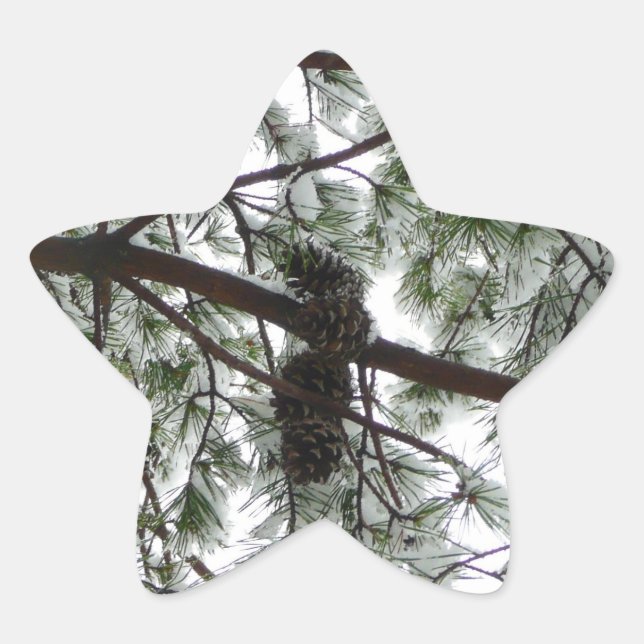 Underneath the Snow Covered Pine Tree Winter Photo Star Sticker (Front)