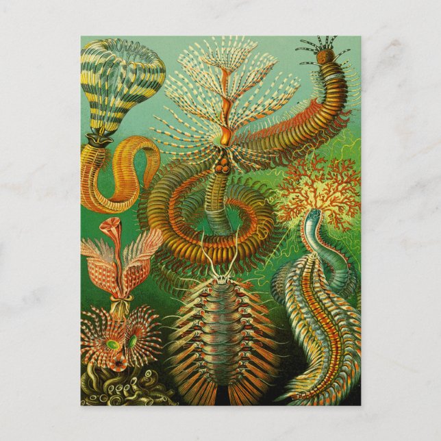 Undersea Colour Postcard (Front)