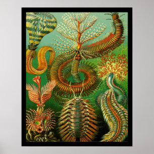 Undersea Colour Poster