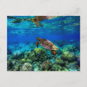 Undersea Tropical Sea Turtle Coral Postcard