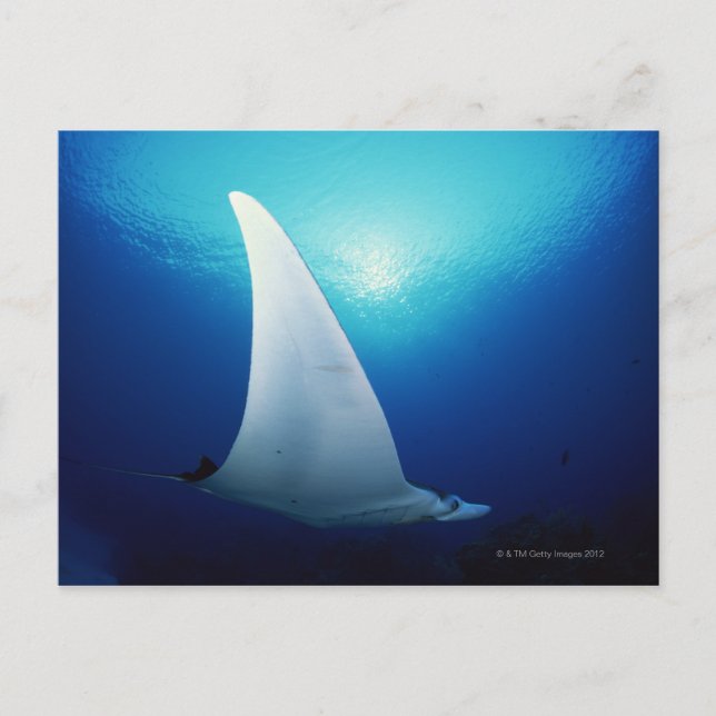 Underside of a manta ray postcard (Front)
