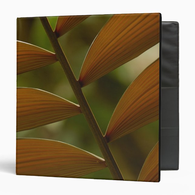 Understory palm detail. Mindo Cloud Forest. Binder (Front/Inside)