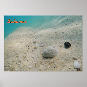 Underwater Bahamas Poster