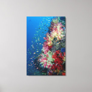 Underwater coral reef, Indonesia Canvas Print