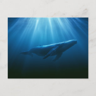 Underwater Humpback Whale Postcard
