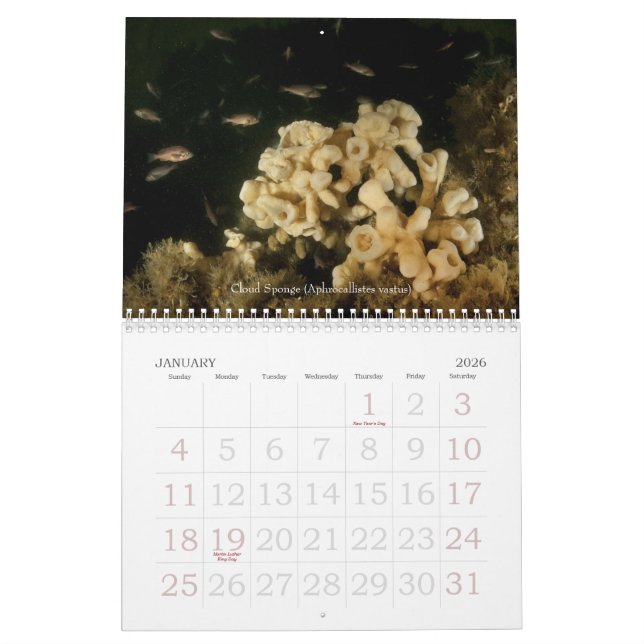 Underwater Journeys 2010 Calendar (Jan 2026)