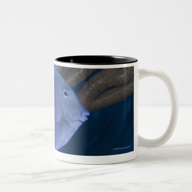 Underwater life: Acanthurus coeruleus with sea Two-Tone Coffee Mug (Right)