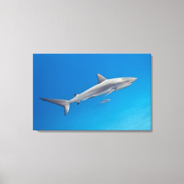 Underwater life: Carcharhinus perezi swimming in Canvas Print (Front)