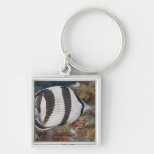 Underwater Life; FISH: A Banded Butterflyfish Keychain
