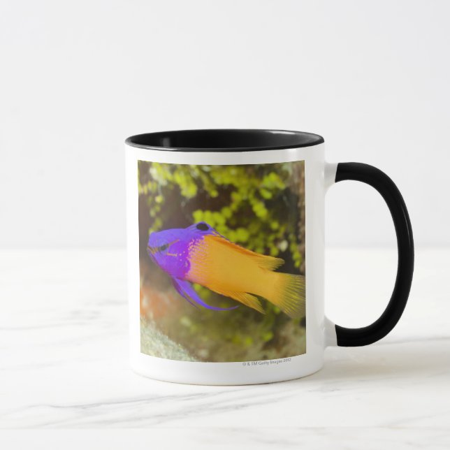 Underwater Life, FISH:  a colourful Fairy Basslet Mug (Right)
