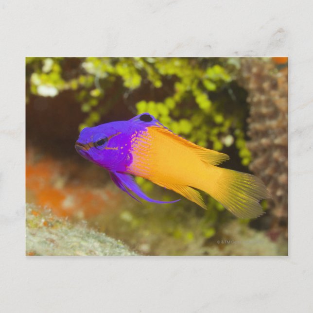 Underwater Life, FISH:  a colourful Fairy Basslet Postcard (Front)