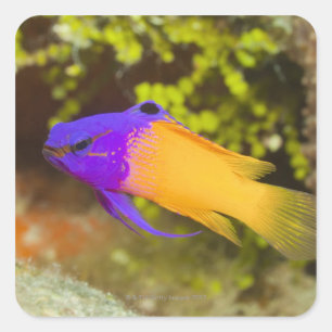 Underwater Life, FISH: a colourful Fairy Basslet Square Sticker
