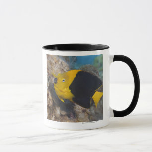 Underwater Life, FISH: A colourful Rock Beauty Mug