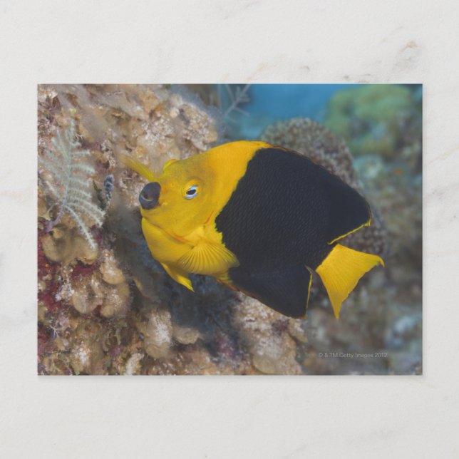 Underwater Life, FISH:  A colourful Rock Beauty Postcard (Front)