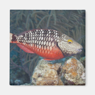 Underwater Life, FISH: a colourful Stoplight Magnet