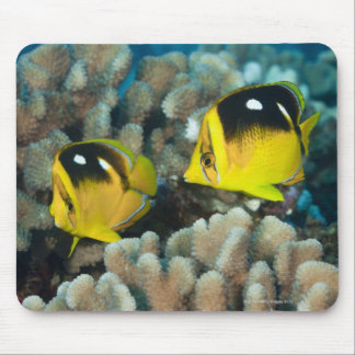 Underwater Life; FISH: A pair of Fourspot Mouse Pad