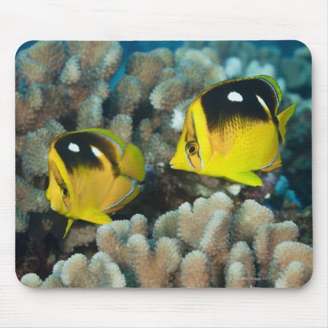 Underwater Life; FISH:  A pair of Fourspot Mouse Pad (Front)