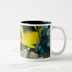 Underwater Life; FISH:  A pair of Fourspot Two-Tone Coffee Mug