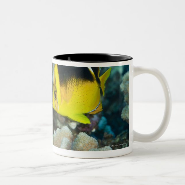 Underwater Life; FISH:  A pair of Fourspot Two-Tone Coffee Mug (Right)