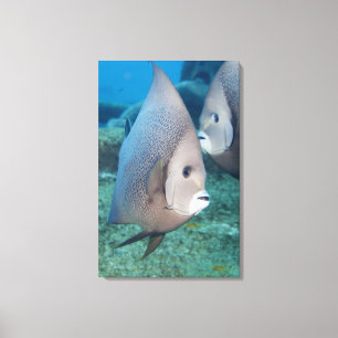 Underwater Life, FISH:  a pair of Grey Angelfish Canvas Print