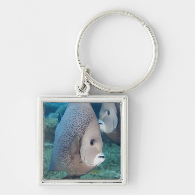 Underwater Life, FISH:  a pair of Grey Angelfish Keychain (Front)