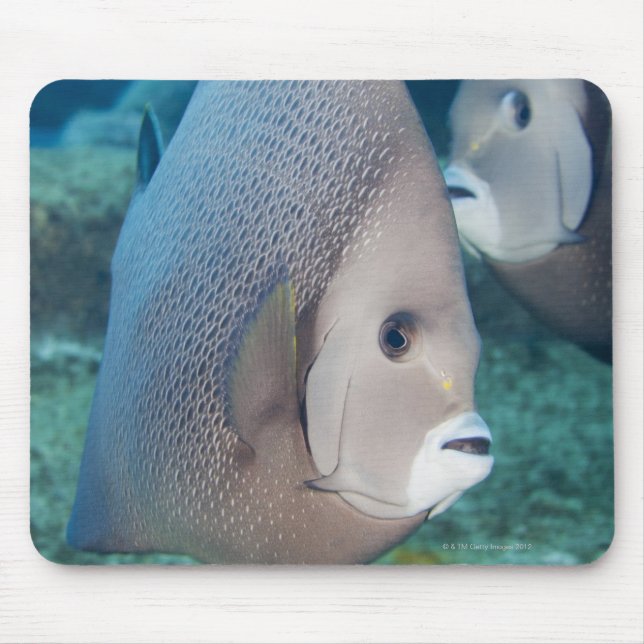 Underwater Life, FISH:  a pair of Grey Angelfish Mouse Pad (Front)