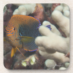 Underwater life; FISH: A portrait of a Potter's Coaster