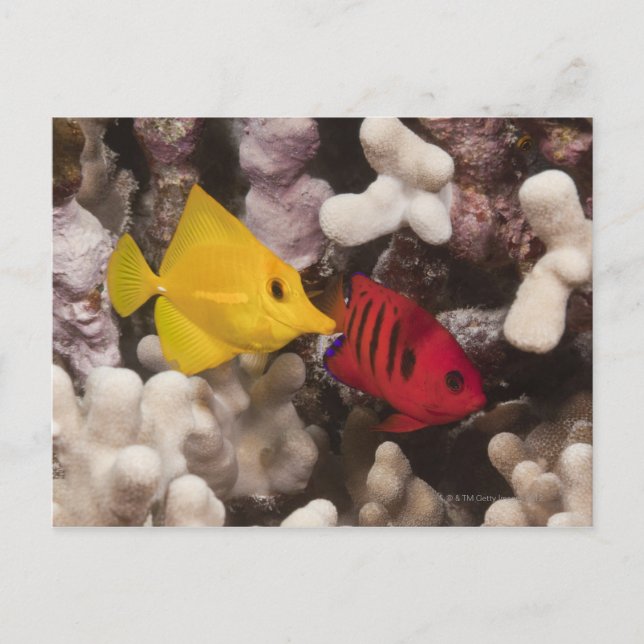 Underwater life; FISH: A Yellow Tang (Zebrasoma Postcard (Front)