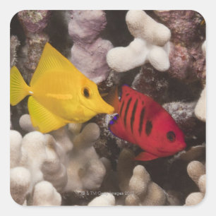 Underwater life; FISH: A Yellow Tang (Zebrasoma Square Sticker