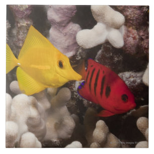 Underwater life; FISH: A Yellow Tang (Zebrasoma Tile
