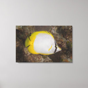 Underwater Life, FISH: Colourful Spotfin Canvas Print
