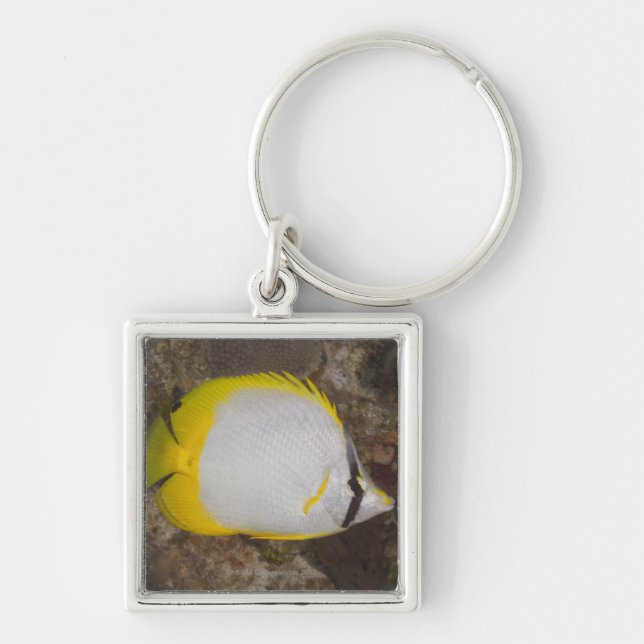 Underwater Life, FISH: Colourful Spotfin Keychain (Front)