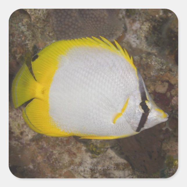 Underwater Life, FISH: Colourful Spotfin Square Sticker (Front)