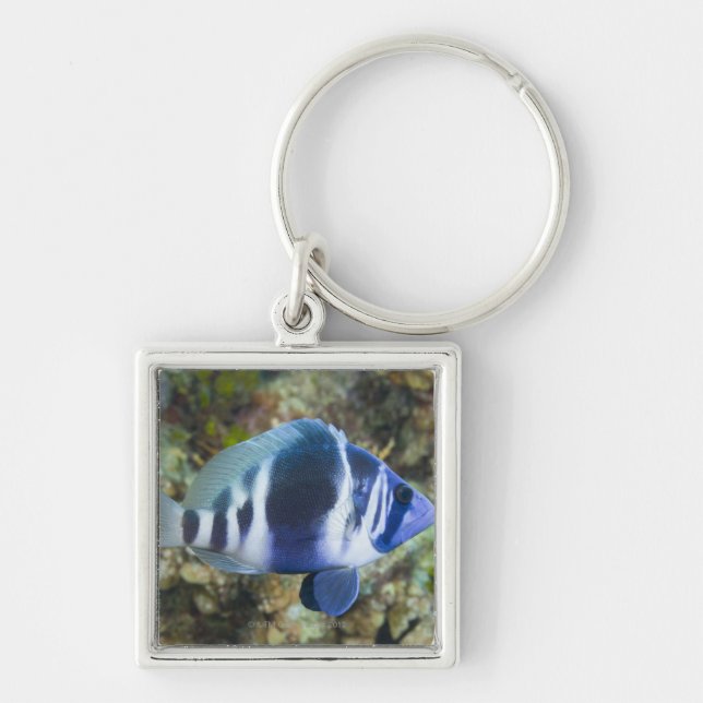 Underwater Life, FISH:  Indigo Hamlet Keychain (Front)
