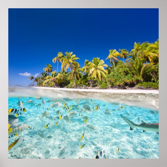 Underwater life poster (Front)