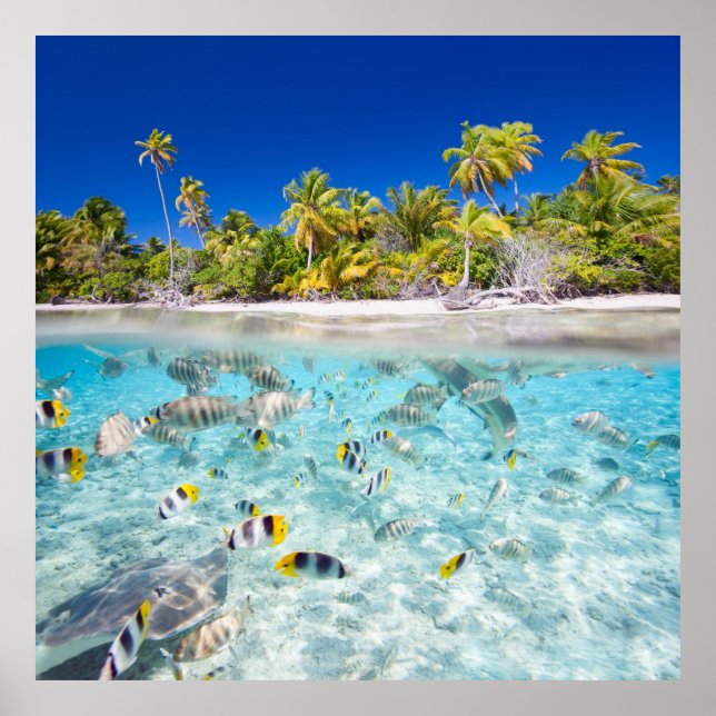 Underwater life poster (Front)