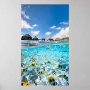 Underwater life poster