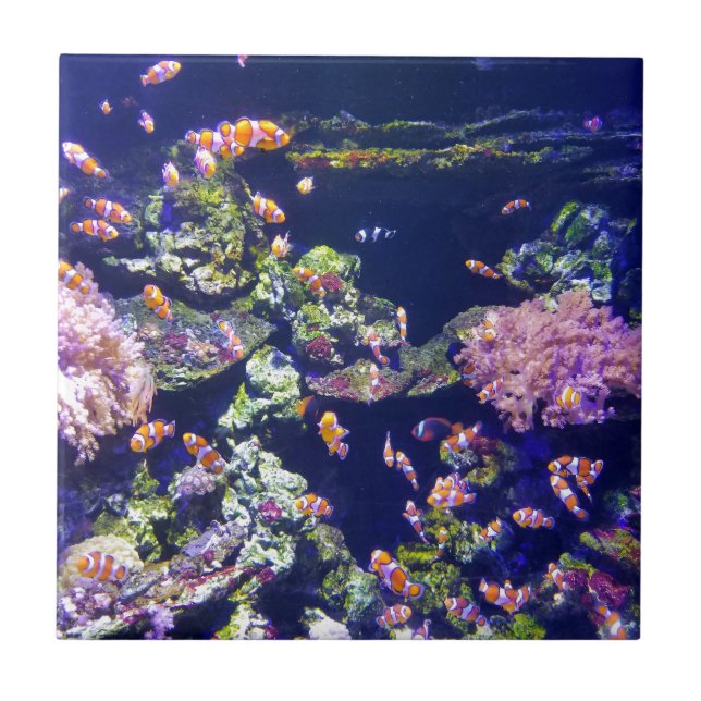 Underwater Orange Clown Fish Around Coral Tile (Front)