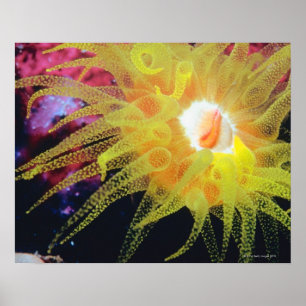 Underwater organism poster