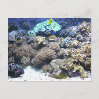 Underwater photography - colourful tropical fish postcard