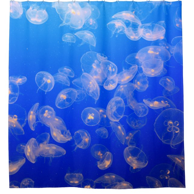 UNDERWATER PHOTOGRAPHY OF JELLYFISH (Front)